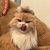 Логотип телеграм канала @tortikkottike — кусочек Тортика и крошка Плюшки