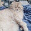 Логотип телеграм канала @toshundris — тошун