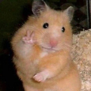 Логотип телеграм канала @tosibosimems — мемное королевство