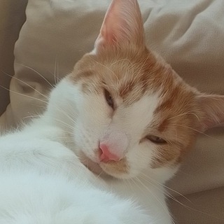 Логотип телеграм канала @tosyacat — Тосяш🥟Беляш