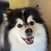 Логотип телеграм канала @totomber_pomsky — Обо(н)яние Тотомбера