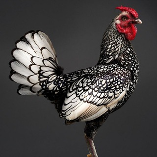 Telegram kanalining logotibi tovuqchilik_sirlari — TOVUQCHILIK SIRLARI 🐓STOP WAR