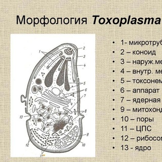 Логотип телеграм канала @toxoplasmagondii1 — Токсоплазмоз Токсоплазма Toxoplasmosis Toxoplasma gondii Болезнь Бехтерева (Лечение)