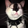 Логотип телеграм канала @toxoplasmoz — Токсоплазмо:З