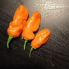 Логотип телеграм канала @transnutr — Перевод продуктов