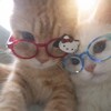 Логотип телеграм канала @trapem — Стикеры с котами