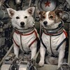 Логотип телеграм канала @travelbelkastrelka — Белка и Стрелка