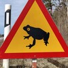 Логотип телеграм канала @traveling_littlefrog — Лягушка-путешественница