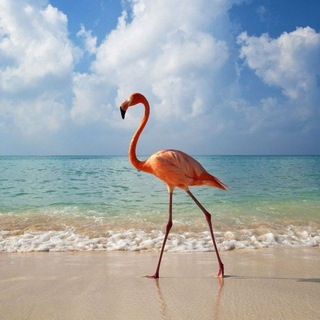 Логотип телеграм канала @traveliseasy — TRAVEL IS EASY