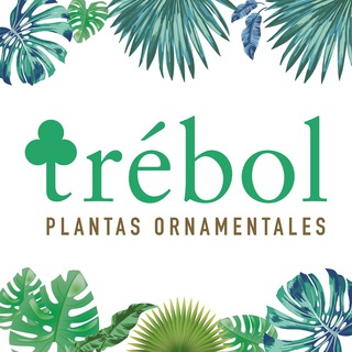 Logotipo del canal de telegramas trebolplantas - Trébol_Plantas ornamentales