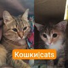 Логотип телеграм канала @treewquh — Кошки|Cats.
