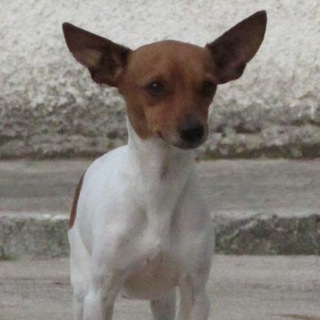 Telegram channel Canal do Tretoso logo