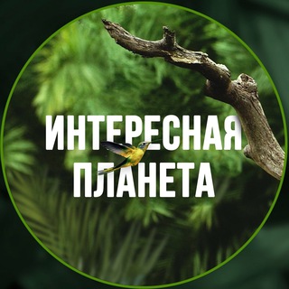 Логотип телеграм канала @tripdiarytg — Интересная планета