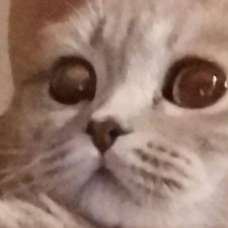 Логотип телеграм канала @tshelter — Tshipenchko's