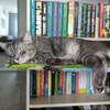 Логотип телеграм канала @tsundoku56 — Цундоку (книжная лента) 📚