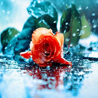 Логотип телеграм канала @tsweto4ki — Цветочки🌹