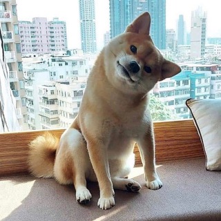 Логотип телеграм канала @ttcrypto_community — Новости мем токенов 💰🐕
