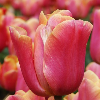Logo del canale telegramma tulipanorosa - TulipanoRosa
