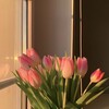 Логотип телеграм канала @tulpany_samovyvoz — 🌷 Тюльпаны на 8 марта Казань 🌷 Букеты на заказ