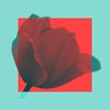 Логотип телеграм канала @tulpsred — тюльпаны сегодня красные🌺