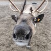 Логотип телеграм канала @tundra51rus — ТЕРИБЕРКА! СИЯНИЕ!