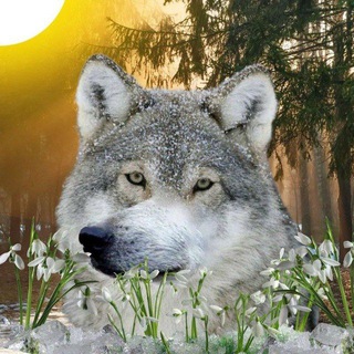 Логотип телеграм канала @tupoivolk — Волк выступает в цирке