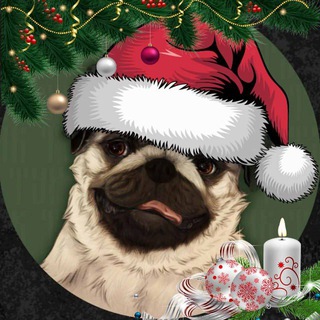 Логотип телеграм канала @turchik_pug — Turchik