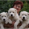 Логотип телеграм канала @turkmenkala_alabai — АЛАБАЙ TURKMEN KALA | Собаки породы САО | Туркменский волкодав