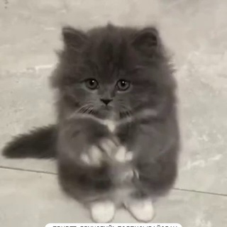 Логотип телеграм канала @tut_milashki — Milashki 🐱🐾