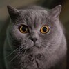 Логотип телеграм канала @tutprikola — КОШАЧЬИ приколы