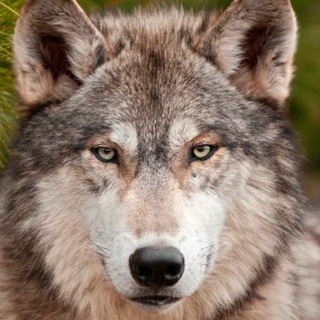 Логотип телеграм канала @tuvvolk — Утвинский волк