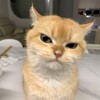 Логотип телеграм канала @tvomecat — Москва Гаши Питер Мефедр