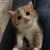 Логотип телеграм канала @tvoyapathy — твой апатия