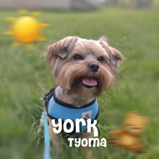 Логотип телеграм канала @tyomazkayork — 𝗬𝗼𝗿𝗸.𝗧𝘆𝗼𝗺𝗮