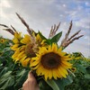 Логотип телеграм канала @typicalostrogozhsk — 🌼Типичный Острогожск🌼