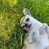 Логотип телеграм канала @tyurinaz — Bella and bonu💓