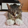 Логотип телеграм канала @tzati_mil — дневник цати.