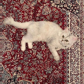 لوگوی کانال تلگرام u_f_g — يوزر