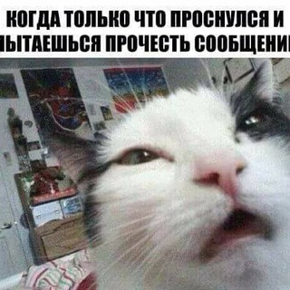 Логотип телеграм канала @u_menyalapki — у меня лапки