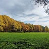 Логотип телеграм канала @udelnyjpark — Удельный парк 🌳