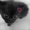 Логотип телеграм канала @ukrchinskii — hens lk ecstasy