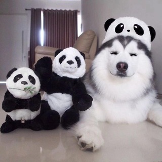 Логотип телеграм канала @umor_animals — Юморные животные