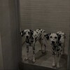 Логотип телеграм канала @uncle_dolmatinets — Хата Далматинца.