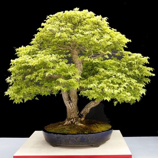 Логотип телеграм канала @universe_of_bonsai — Universe of BONSAI 🌿