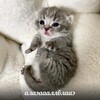 Логотип телеграм канала @universitycats — Meow meow и не только