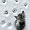 Логотип телеграм канала @unnplagednarcoman — чогатый беловек.