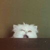 Логотип телеграм канала @unpulpfiction — Некриминальное чтиво