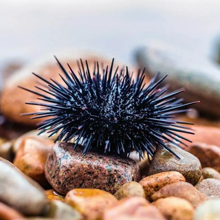 Логотип телеграм -каналу urchin — Urchin