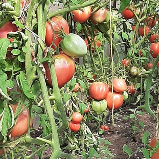 Логотип телеграм канала @urozhainyi_ogorodsvoimirukami — Урожайный огород своими руками