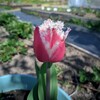 Логотип телеграм канала @urozhaynyesekrety — Урожайные Секреты! 🌱